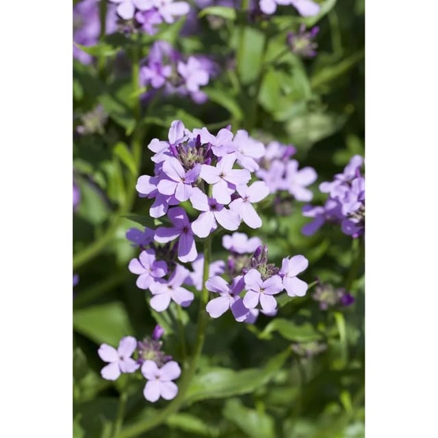 Hesperis Matronalis Nachtviole Ca. 9x9 cm Topf