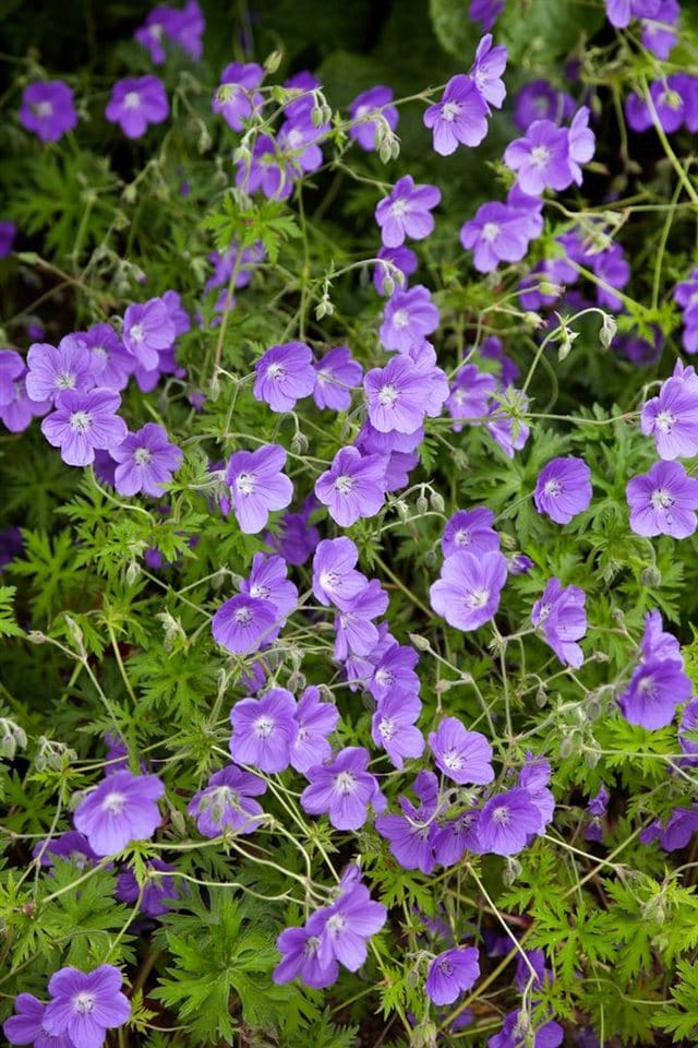 Geranium Pratense Orion Wiesen Storchschnabel Ca. 9x9 cm Topf