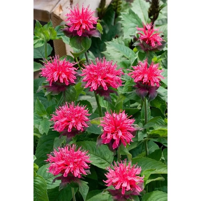 Monarda Fistulosa Pink Lace R Wilde Bergamotte Ca. 11x11 cm Topf
