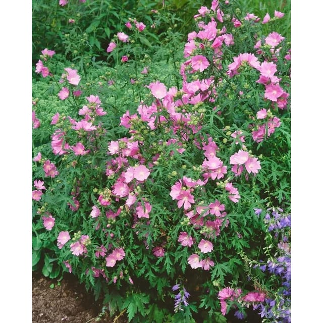 Malva Alcea Fastigiata Rosenmalve Ca. 9x9 cm Topf