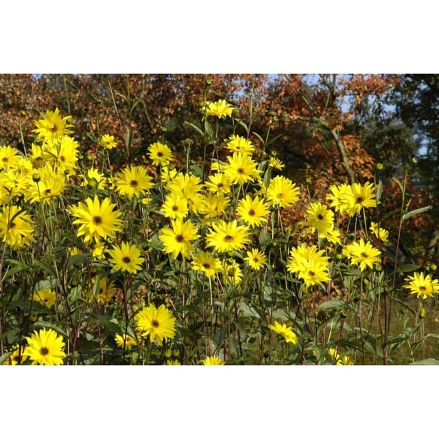 Helianthus Atrorubens Sonnenblume Ca. 11x11 cm Topf