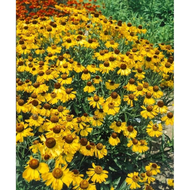Helenium Bigelovii The Bishop Sonnenbraut Ca. 11x11 cm Topf