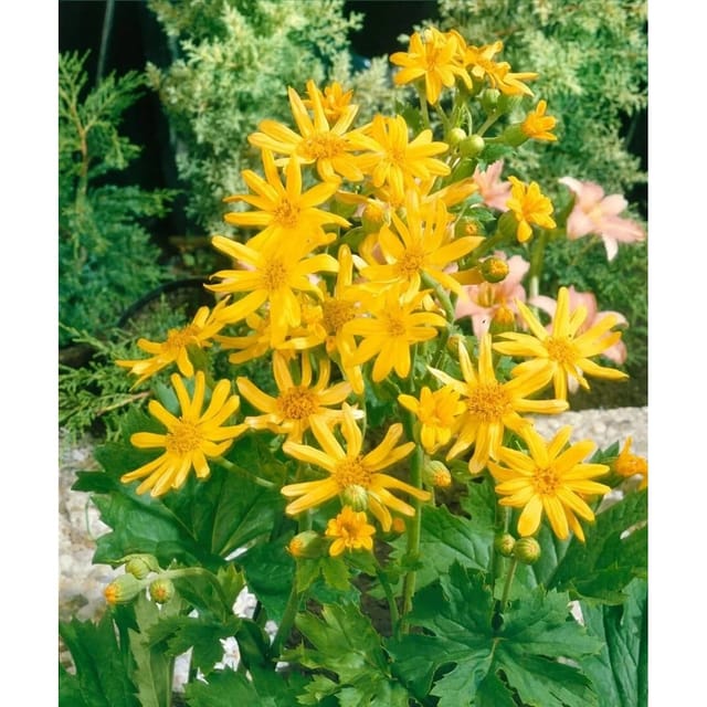 Ligularia X Palmatiloba Ca. 11x11 cm Topf