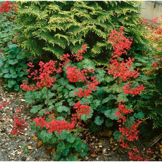 Heuchera X Brizoides Pluie De Feu Purpurglöckchen Ca. 9x9 cm Topf