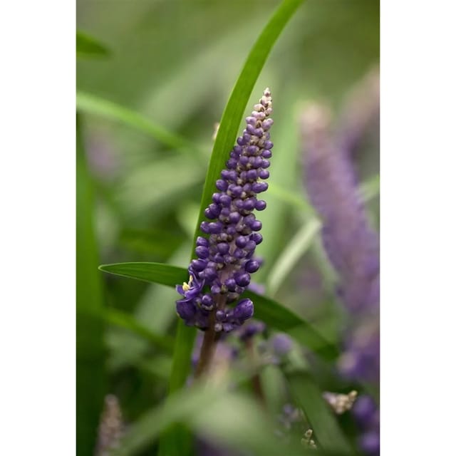 Liriope Muscari Lilientraube Ca. 9x9 cm Topf