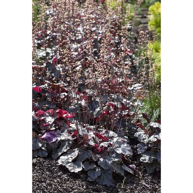 Heuchera Micrantha Silver Scrolls Purpurglöckchen Ca. 11x11 cm Topf