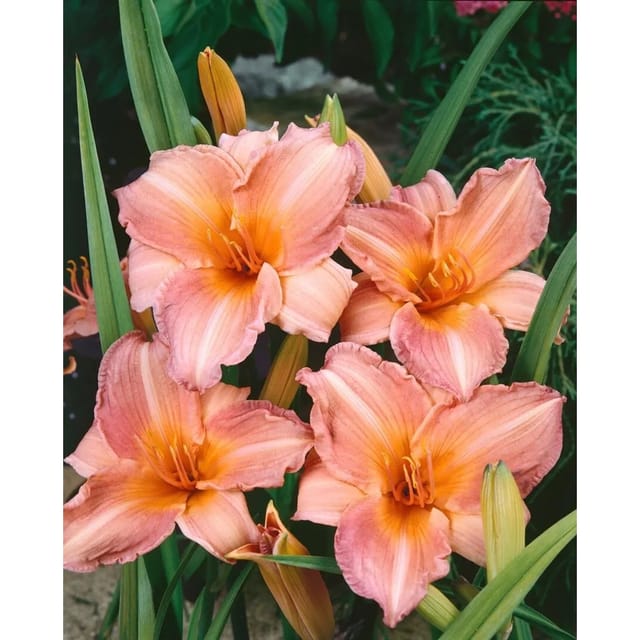 Hemerocallis X Cult. Pink Damask Taglilie Ca. 11x11 cm Topf