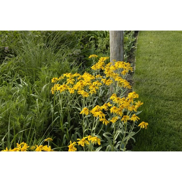 Helenium Hoopesii Sonnenbraut Ca. 9x9 cm Topf