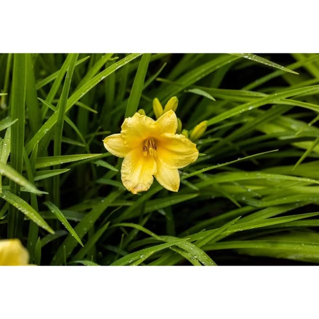Hemerocallis X Cult. Happy Returns Taglilie Ca. 9x9 cm Topf