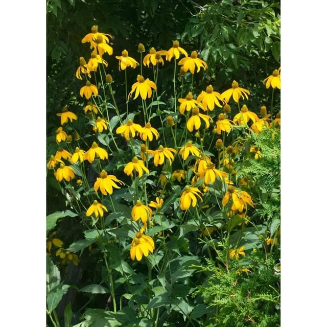 Rudbeckia Nitida Juligold Scheinsonnenhut Ca. 11x11 cm Topf