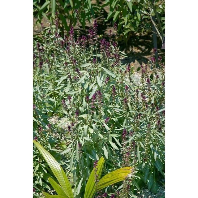 Lysimachia Atropurpurea Purpur-Felberich Ca. 9x9 cm Topf