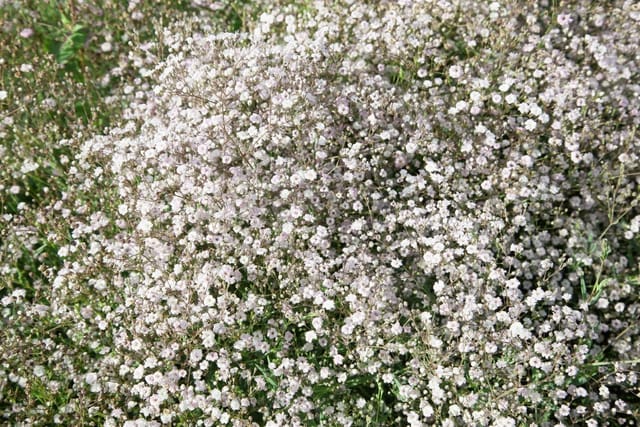 Gypsophila Paniculata Schneeflocke Schleierkraut Ca. 9x9 cm Topf
