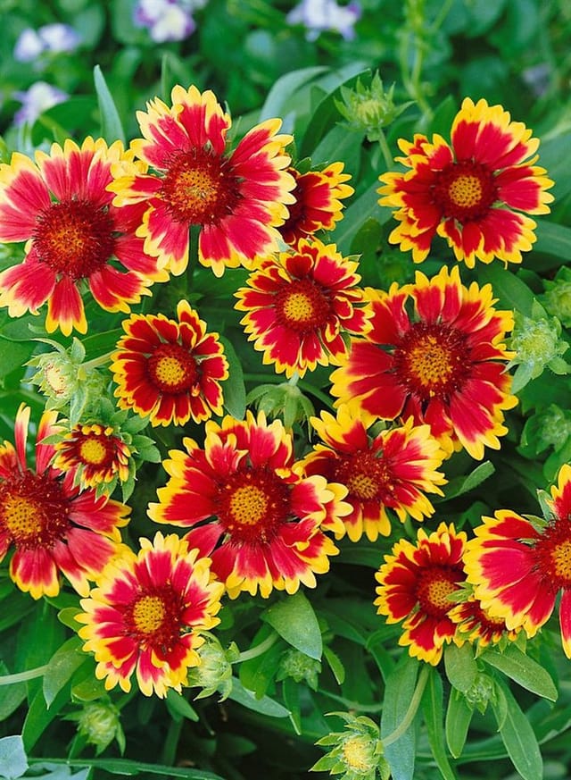 Gaillardia X Grandiflora Kobold Kokardenblume Ca. 9x9 cm Topf