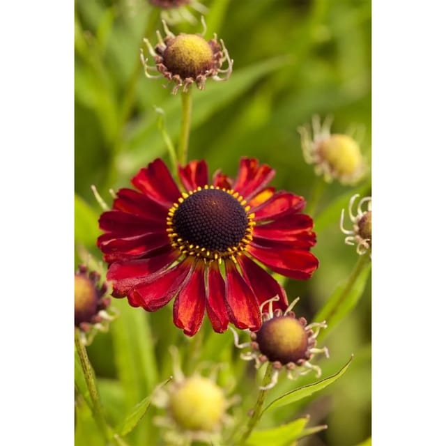 Helenium X Cult. Rubinzwerg Sonnenbraut Ca. 11x11 cm Topf