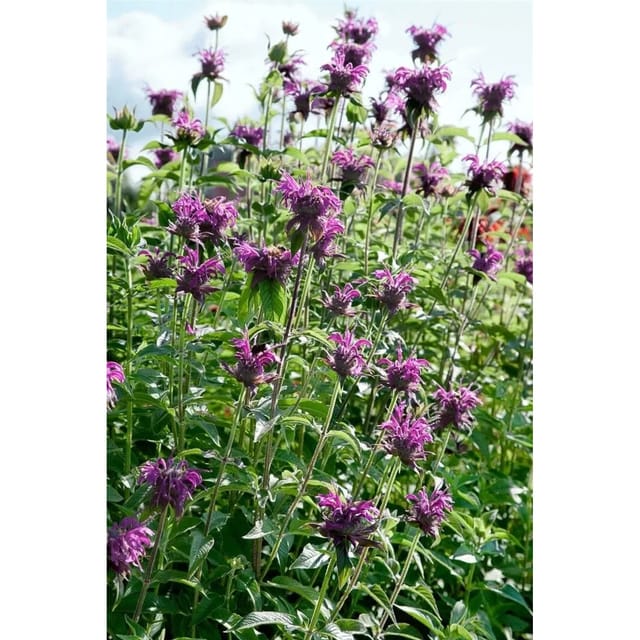 Monarda Fistulosa Blaustrumpf Wilde Bergamotte Ca. 11x11 cm Topf