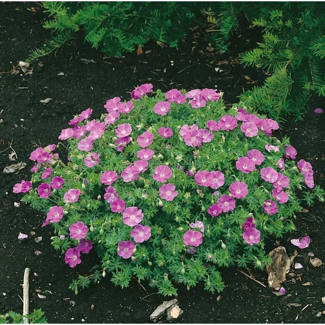Geranium Sanguineum Nanum Blutstorchschnabel Ca. 9x9 cm Topf