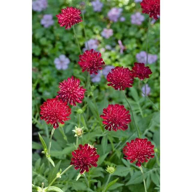 Knautia Macedonica Mars Midget Mazedonische Witwenblume Ca. 9x9 cm Topf
