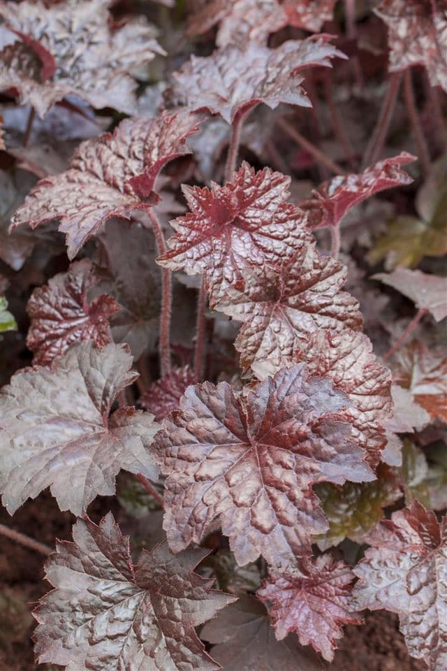 Heuchera Micrantha Palace Purple Purpurglöckchen Gen. Ca. 9x9 cm Topf