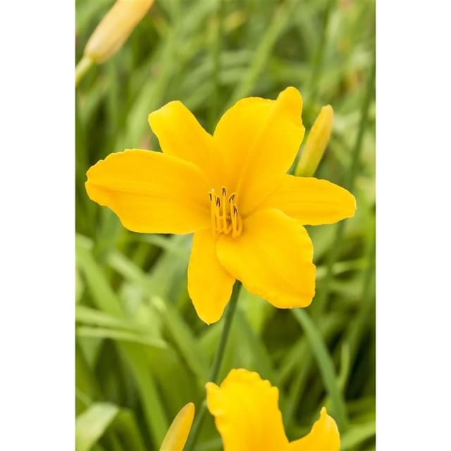 Hemerocallis X Cult. Aten Taglilie Ca. 11x11 cm Topf