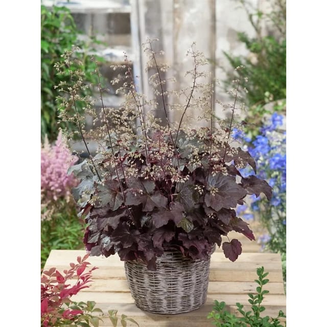 Heuchera Micrantha Molly Bush Silberglöckchen Ca. 11x11 cm Topf