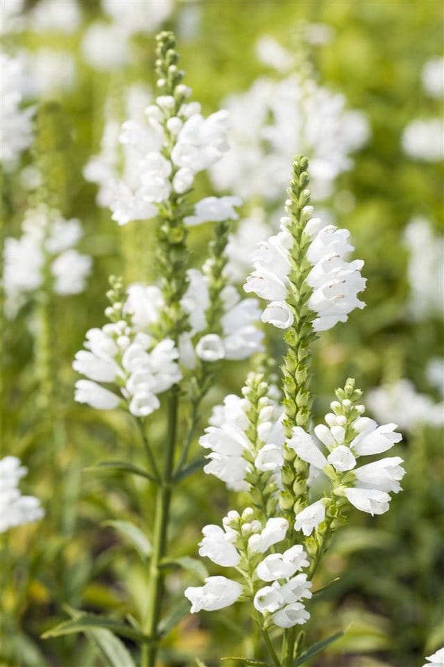 Physostegia Virginiana Summer Snow Virginische Gelenkblume Ca. 9x9 cm Topf
