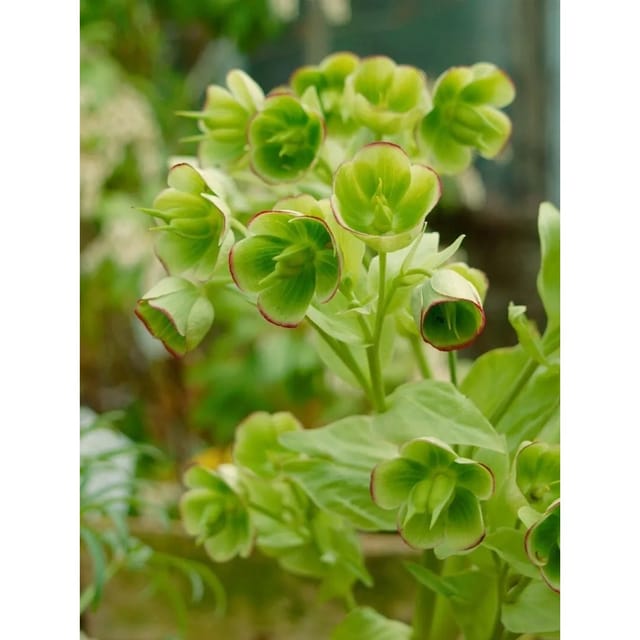 Helleborus Foetidus Wester Flisk Stinkende Nieswurz Ca. 11x11 cm Topf