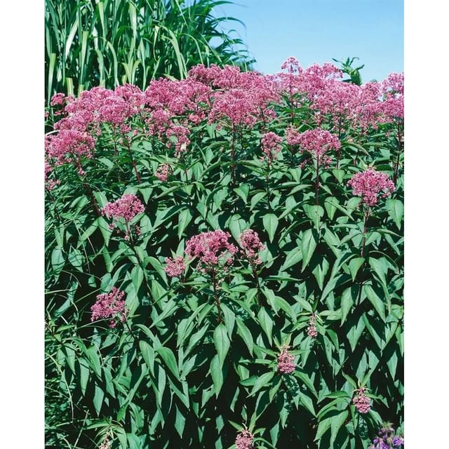 Eupatorium Fistulosum Glutball Purpur Wasserdost Ca. 11x11 cm Topf