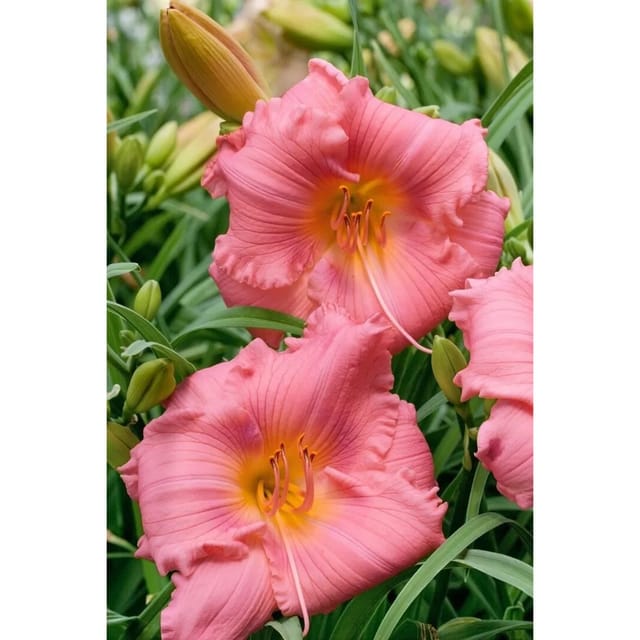 Hemerocallis X Cult. Cosmopolitan Taglilie Ca. 11x11 cm Topf