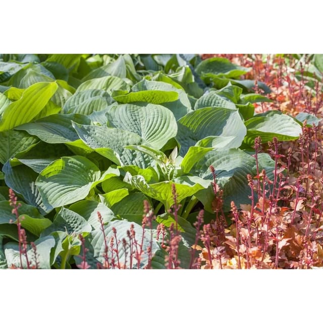 Hosta Sieboldiana Bressingham Blue Blaublatt Funkie Ca. 11x11 cm Topf