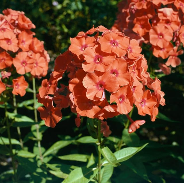 Phlox Paniculata Orange Perfection Hoher Sommerphlox Ca. 11x11 cm Topf