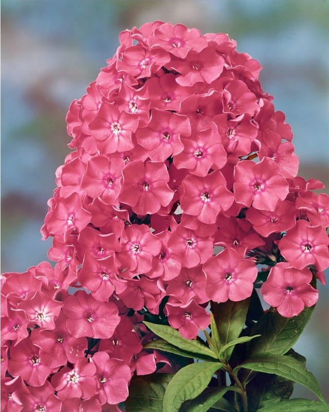 Phlox Paniculata Rijnstroom Flammenblume Ca. 11x11 cm Topf