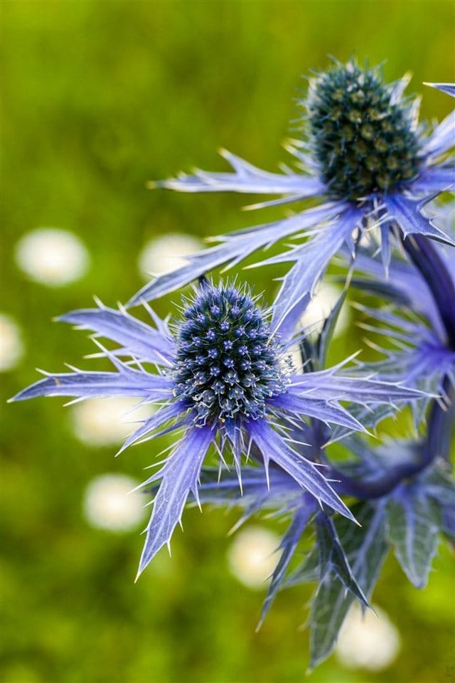 Eryngium Planum Flachblatt Mannstreu Ca. 9x9 cm Topf