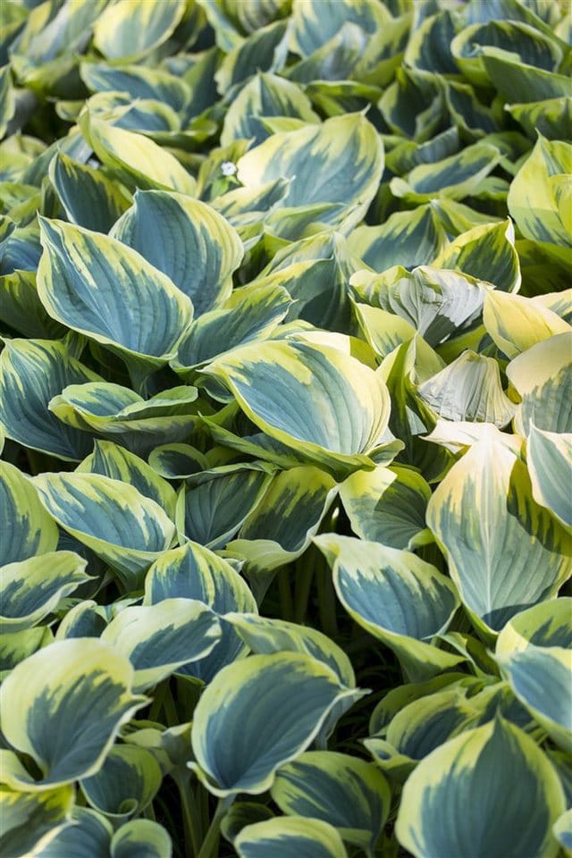 Hosta Fluctuans Sagae Funkie Ca. 11x11 cm Topf