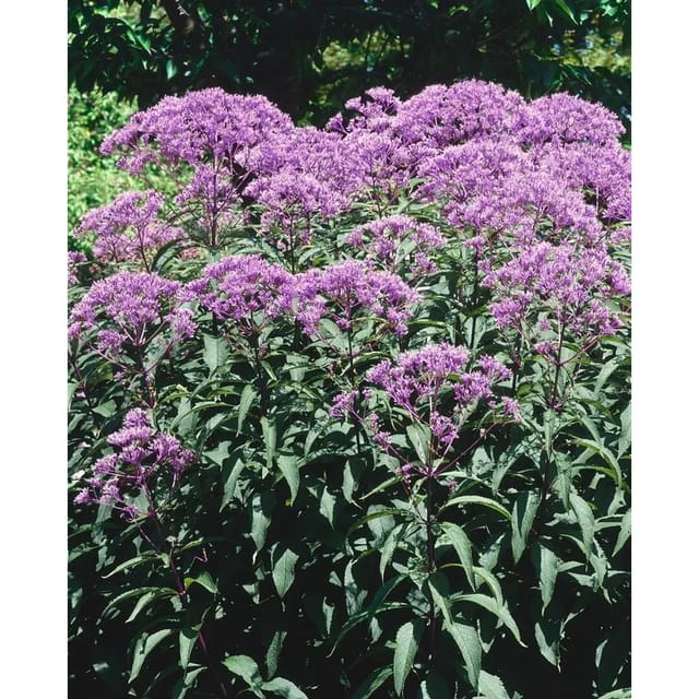 Eupatorium Fistulosum Baby Joe R Purpur Wasserdost Ca. 11x11 cm Topf