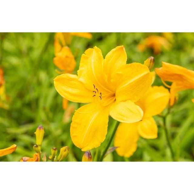 Hemerocallis X Cult. Cartwheels Taglilie Ca. 11x11 cm Topf