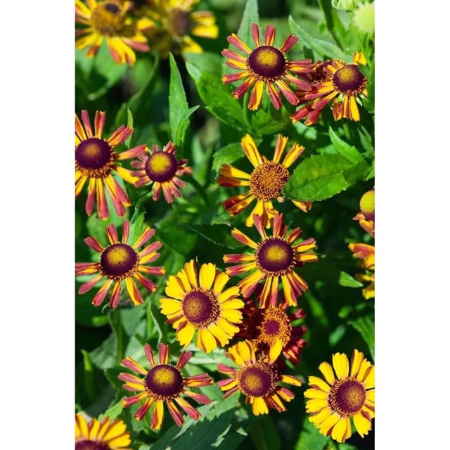Helenium X Cult. Loysder Wieck Sonnenbraut Ca. 9x9 cm Topf