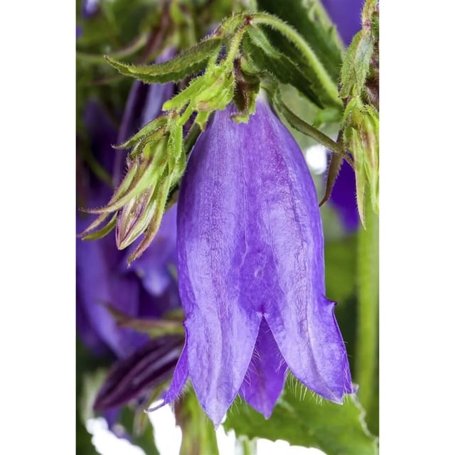 Campanula Punctata Sarastro Punktierte Glockenblume Ca. 11x11 cm Topf