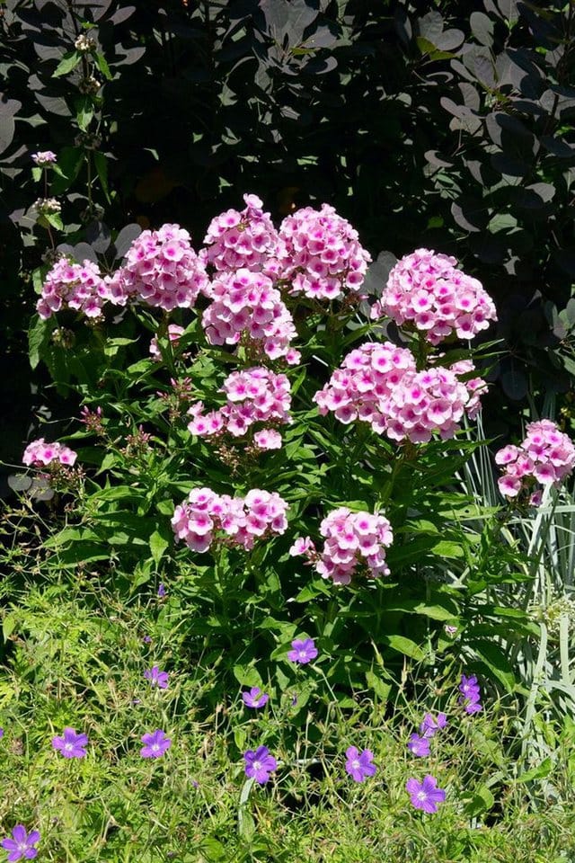 Phlox Paniculata Bright Eyes Flammenblume Ca. 11x11 cm Topf