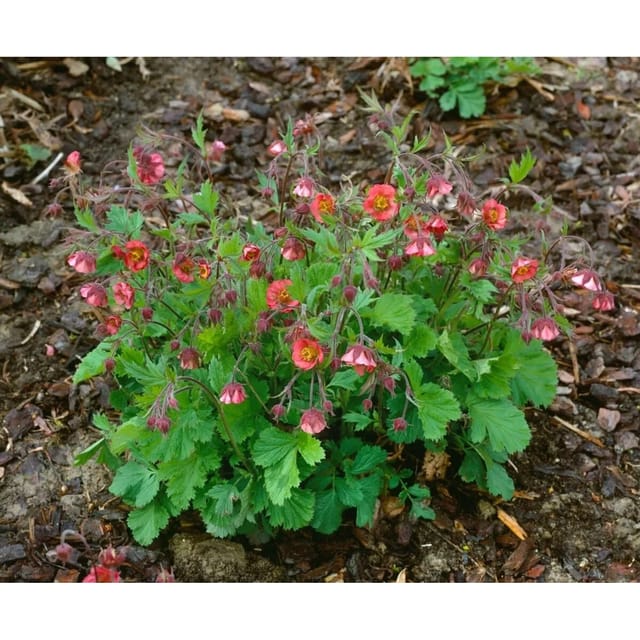 Geum Rivale Flames Of Passion Ca. 9x9 cm Topf
