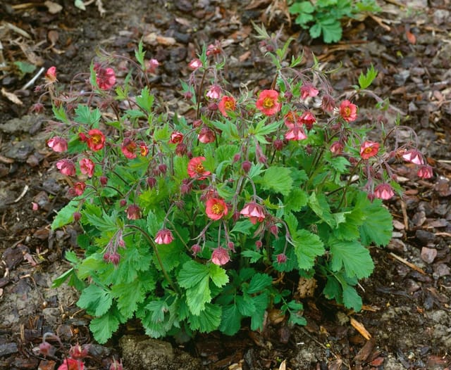Geum Rivale Bachnelkenwurz Ca. 9x9 cm Topf