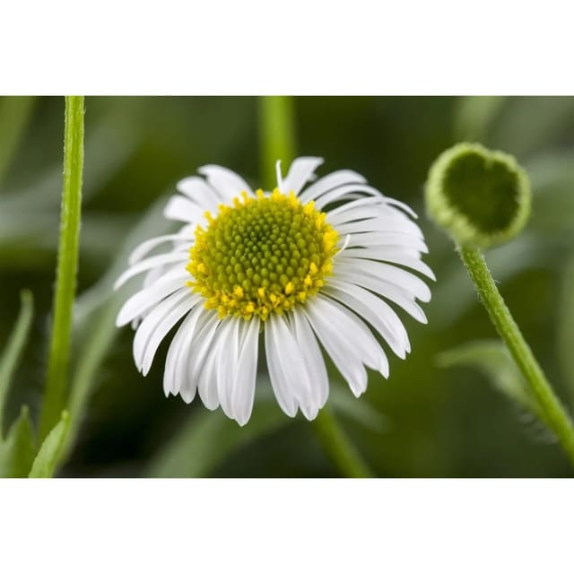 Erigeron Karvinskianus Spanisches Gänseblümchen Ca. 9x9 cm Topf