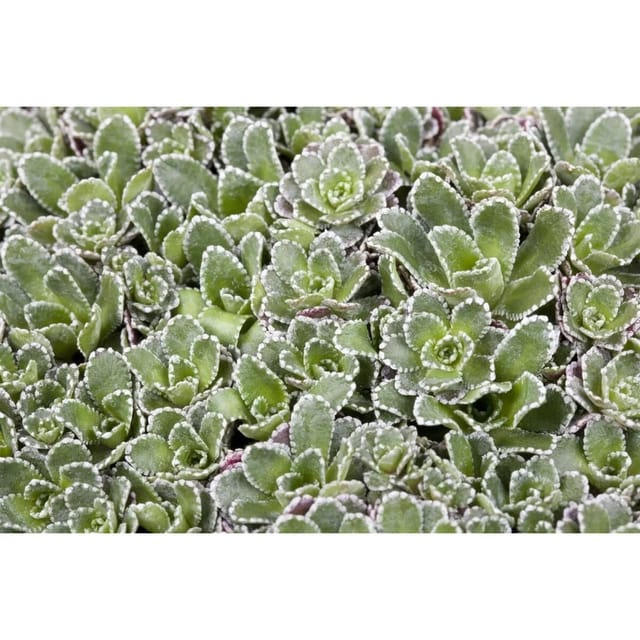 Saxifraga Paniculata Rispen Steinbrech Ca. 9x9 cm Topf