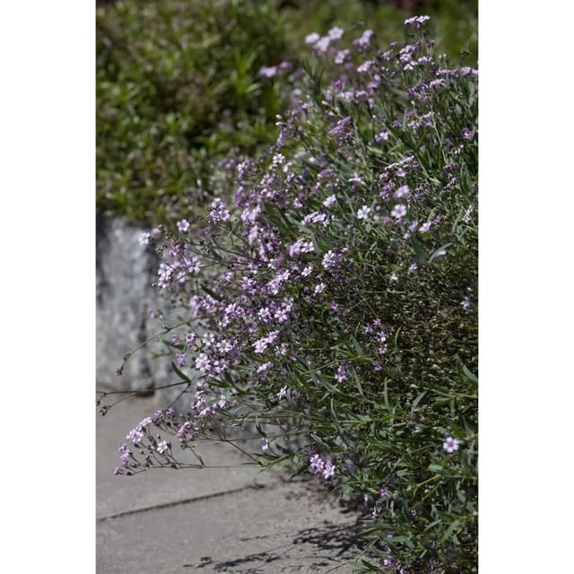 Gypsophila Repens Rosea Teppich Schleierkraut Ca. 9x9 cm Topf