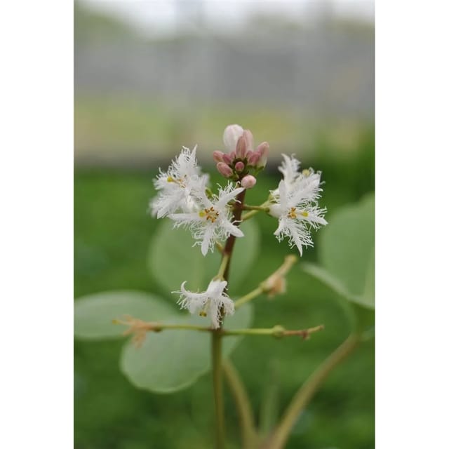 Menyanthes Trifoliata Fieberklee Ca. 9x9 cm Topf