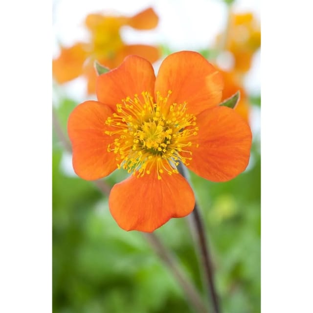 Geum Coccineum Borisii Nelkenwurz Gen. Ca. 9x9 cm Topf