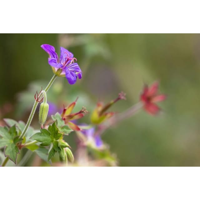 Geranium Wlassovianum Ca. 9x9 cm Topf