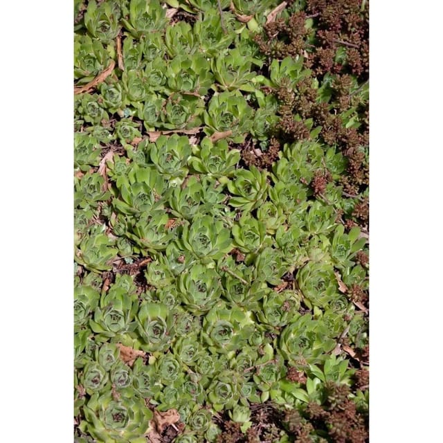 Sedum Pachyclados Ca. 9x9 cm Topf