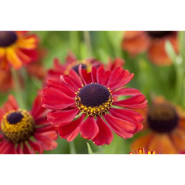 Helenium X Cult. Kupferzwerg Sonnenbraut Ca. 11x11 cm Topf