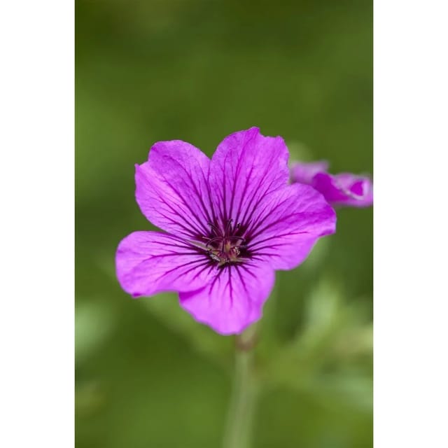 Geranium Psilostemon Patricia Armenischer Storchschnabel Ca. 11x11 cm Topf