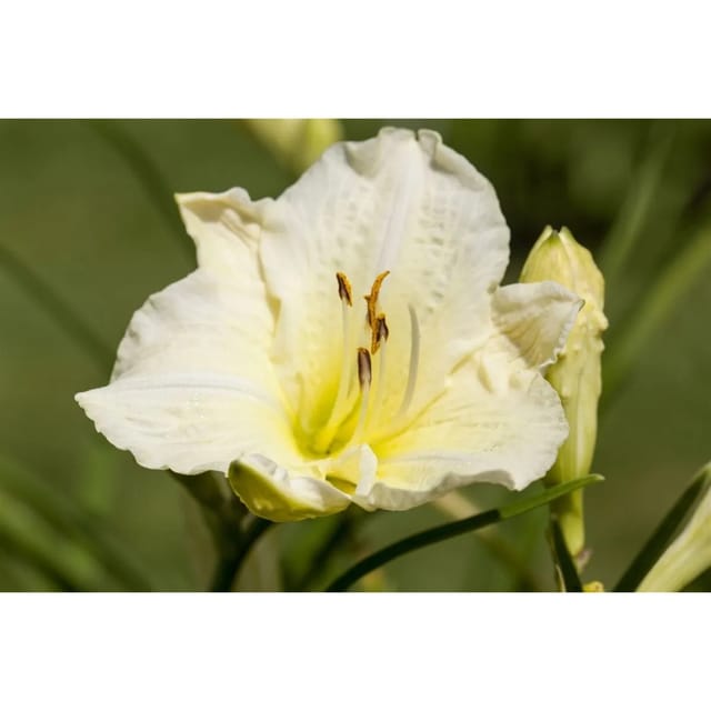 Hemerocallis X Cult. Joan Senior Taglilie Ca. 11x11 cm Topf